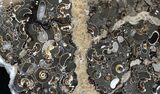 Marston Magna Ammonite Cluster - Polished on Back #30743-4